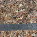 Roundhouse Handrail Stanchions